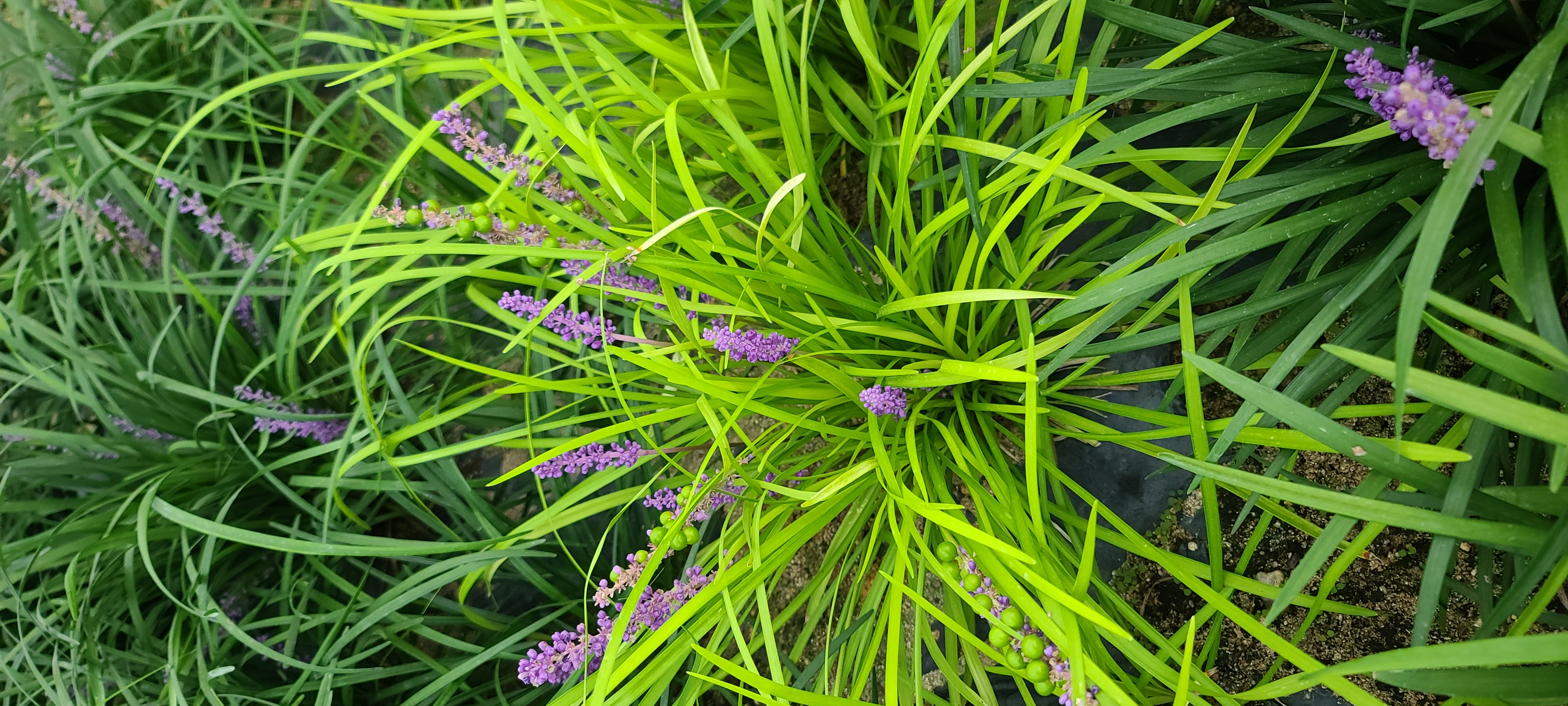 Liriope platyphylla 'URI2022-33'
